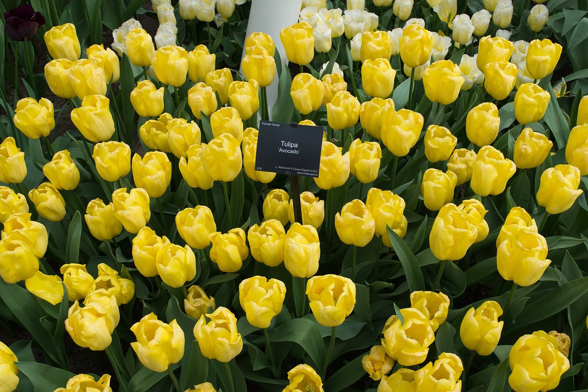 Keukenhof 2027 - park kwiatowy w Lisse