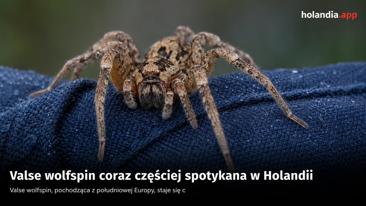 Valse wolfspin coraz częściej spotykana w Holandii