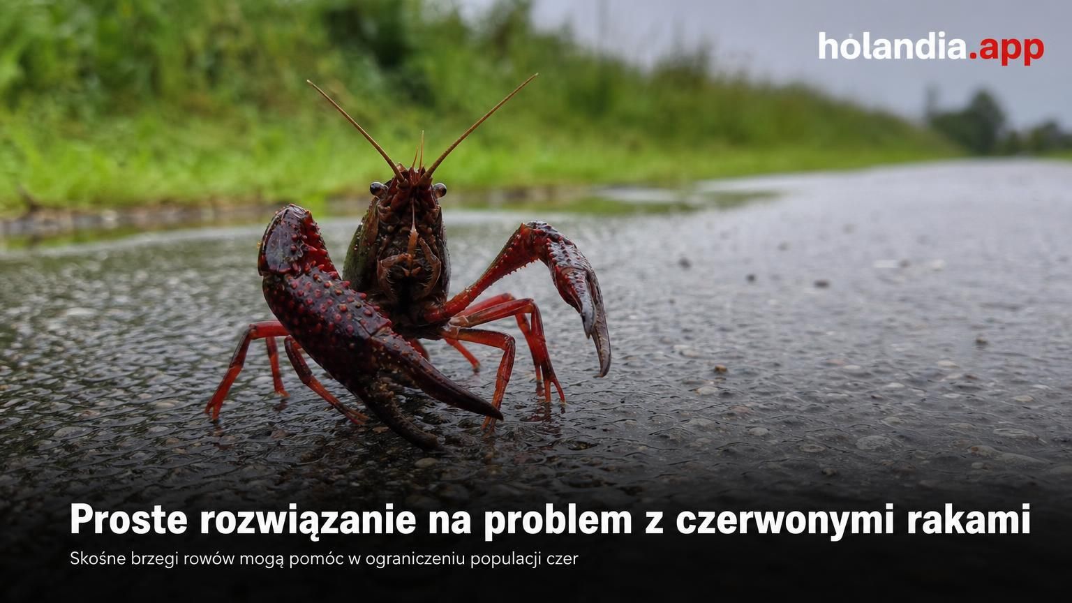 Proste rozwiązanie na problem z czerwonymi rakami