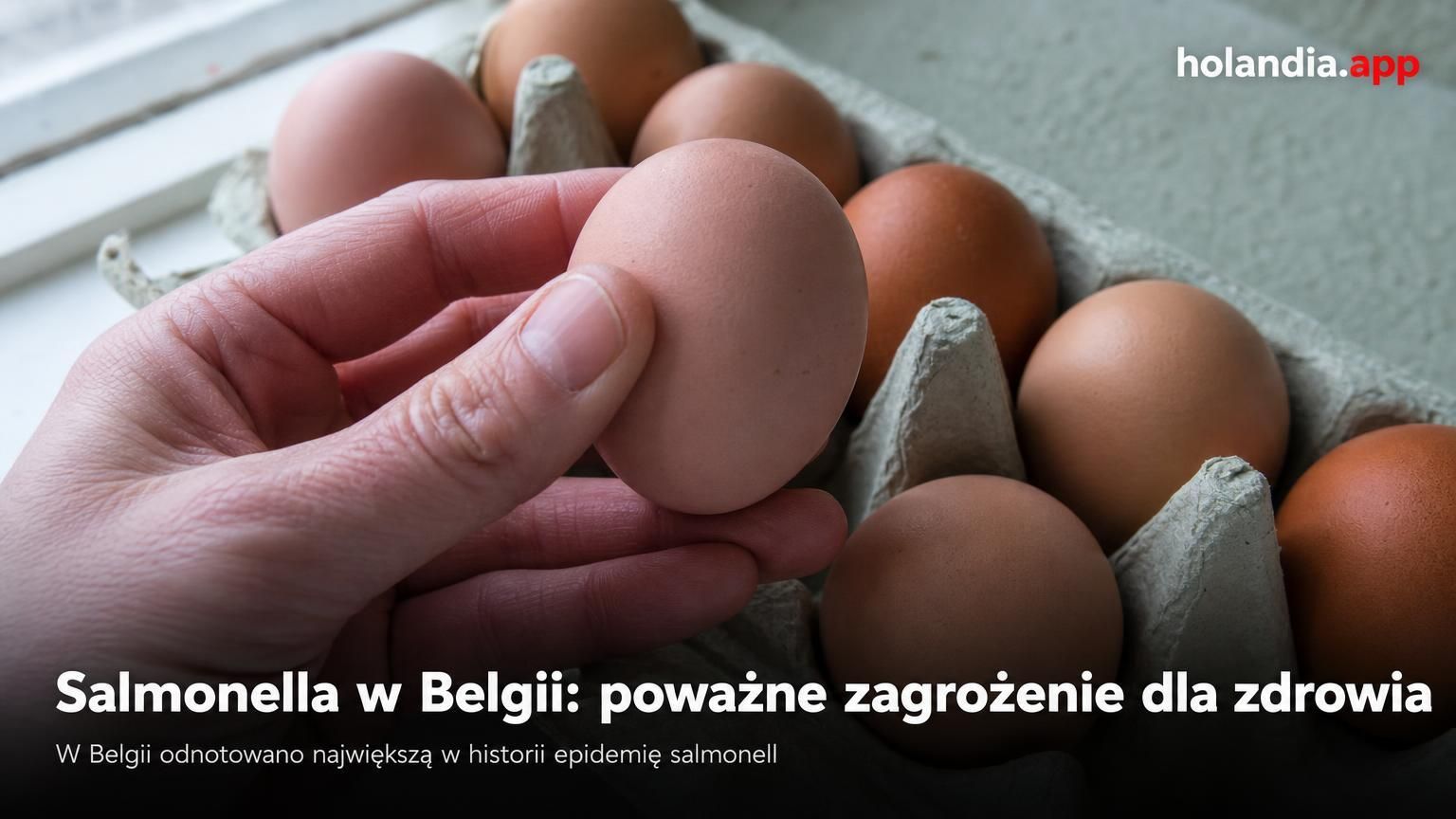 Salmonella w Belgii: poważne zagrożenie dla zdrowia