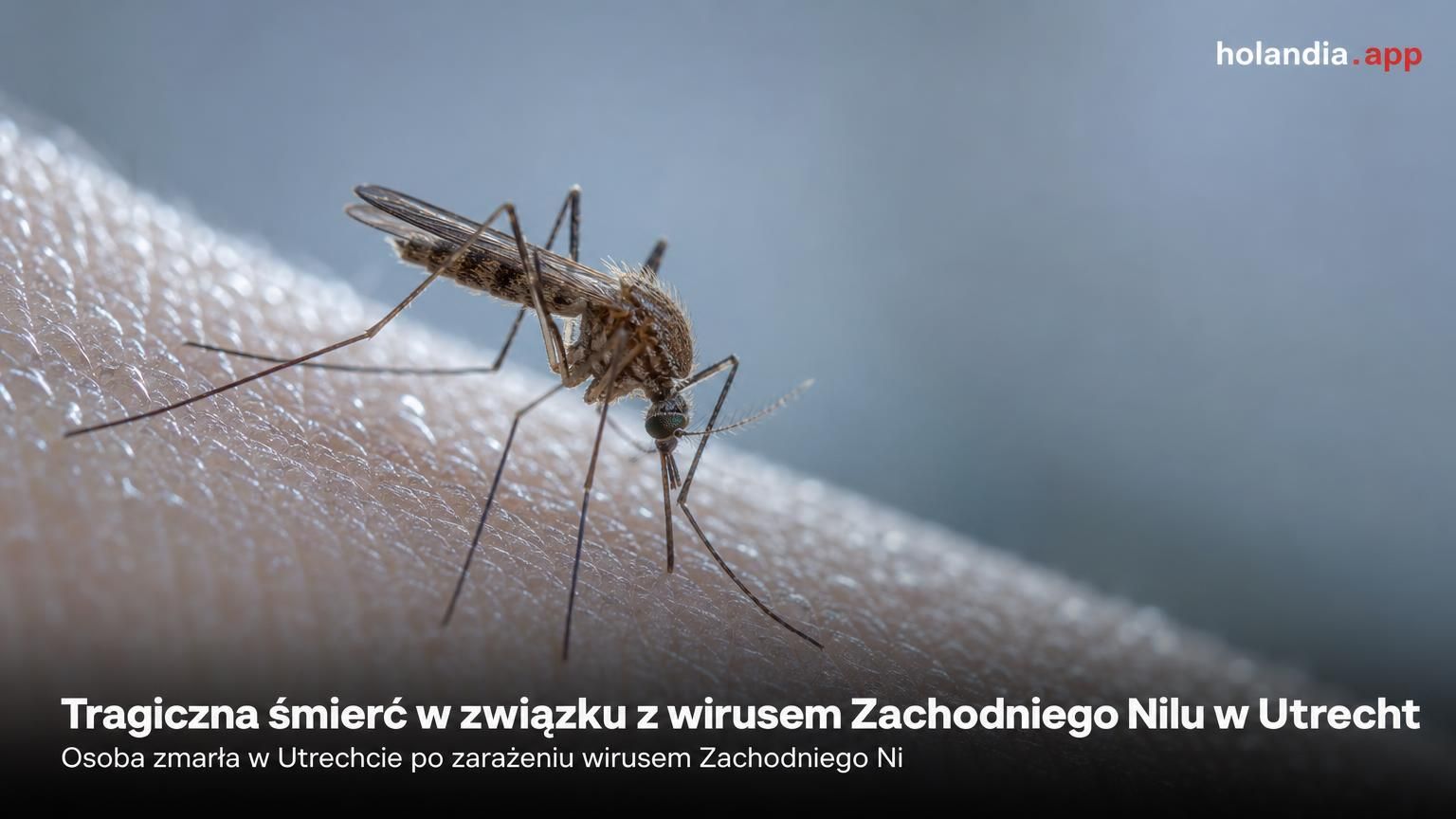 Tragiczna śmierć w związku z wirusem Zachodniego Nilu w Utrecht