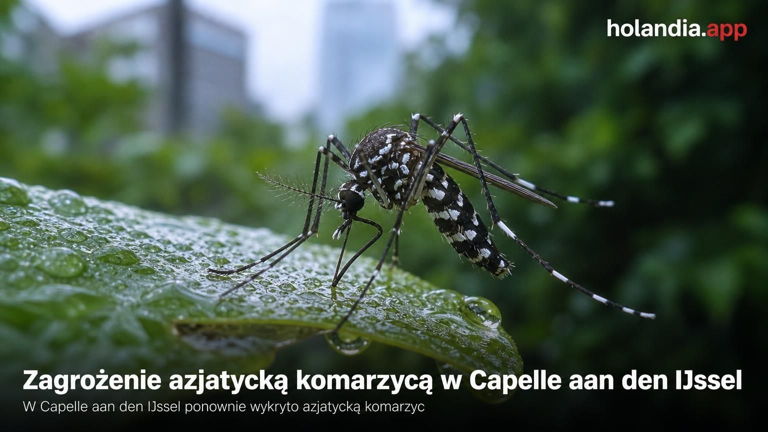 Zagrożenie azjatycką komarzycą w Capelle aan den IJssel