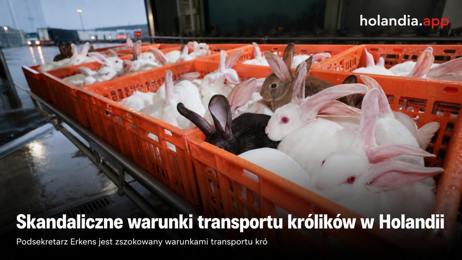 Skandaliczne warunki transportu królików w Holandii