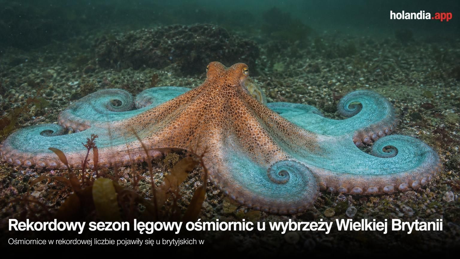 Rekordowy sezon lęgowy ośmiornic u wybrzeży Wielkiej Brytanii