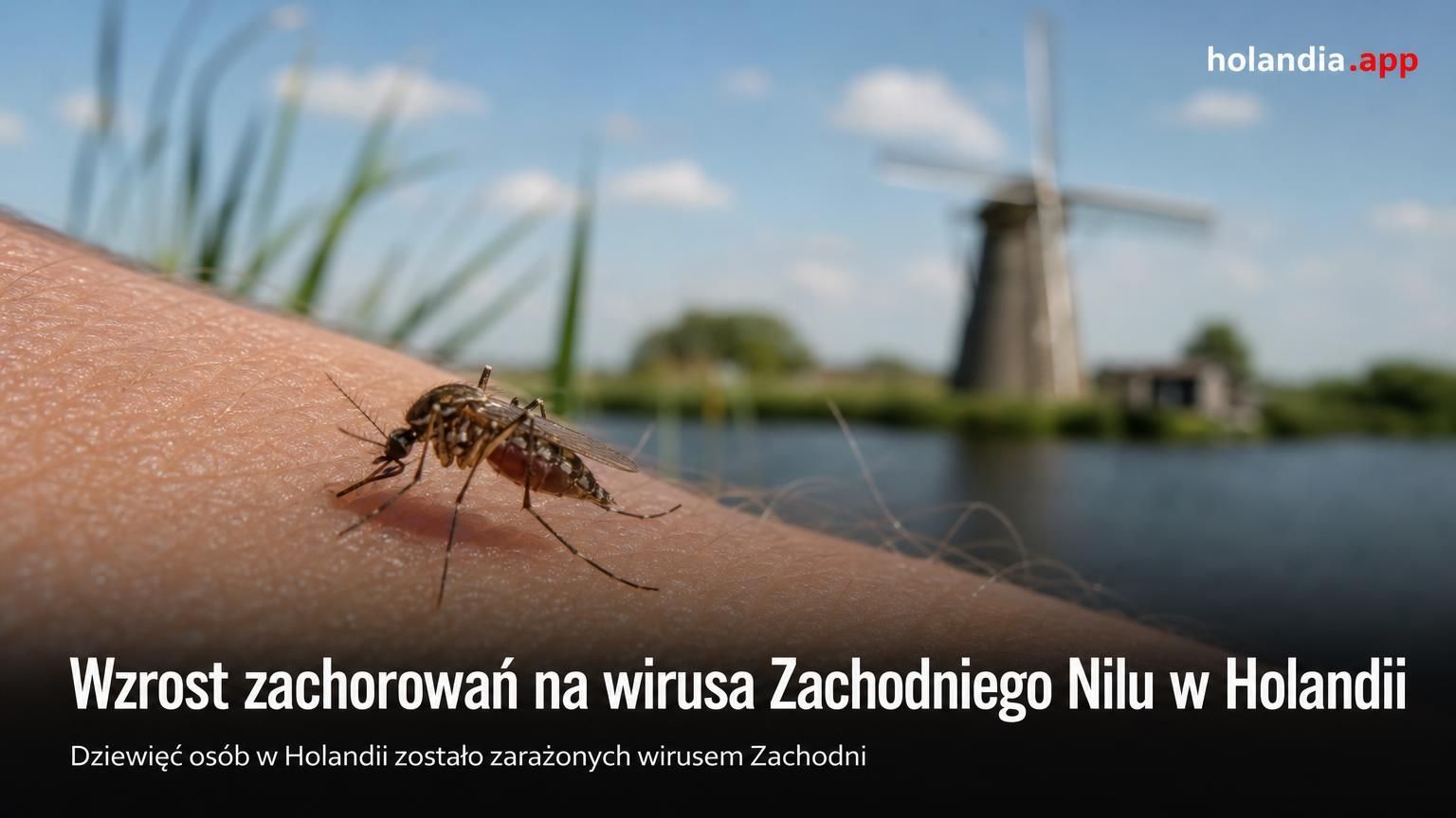 Wzrost zachorowań na wirusa Zachodniego Nilu w Holandii
