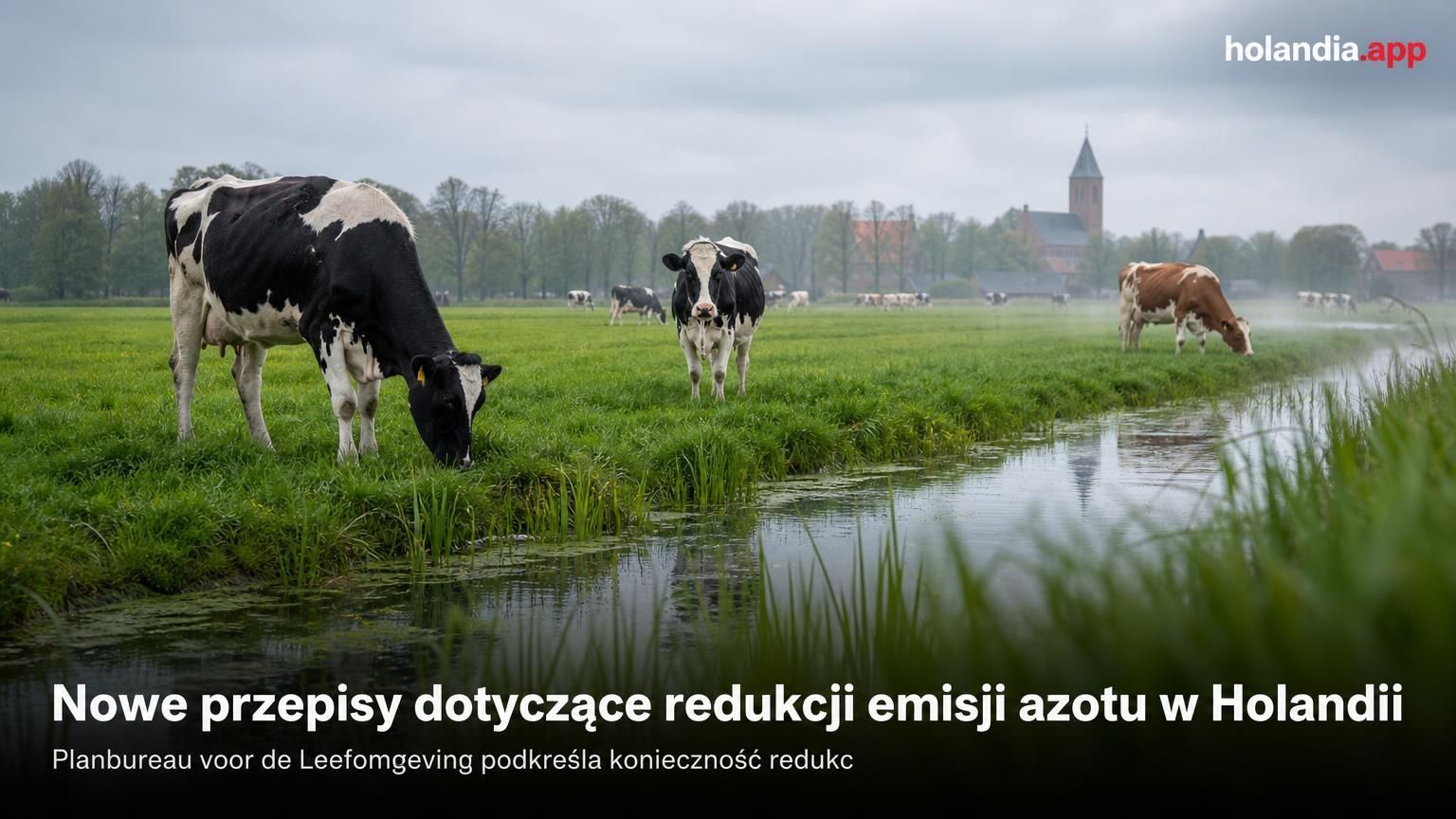 Nowe przepisy dotyczące redukcji emisji azotu w Holandii