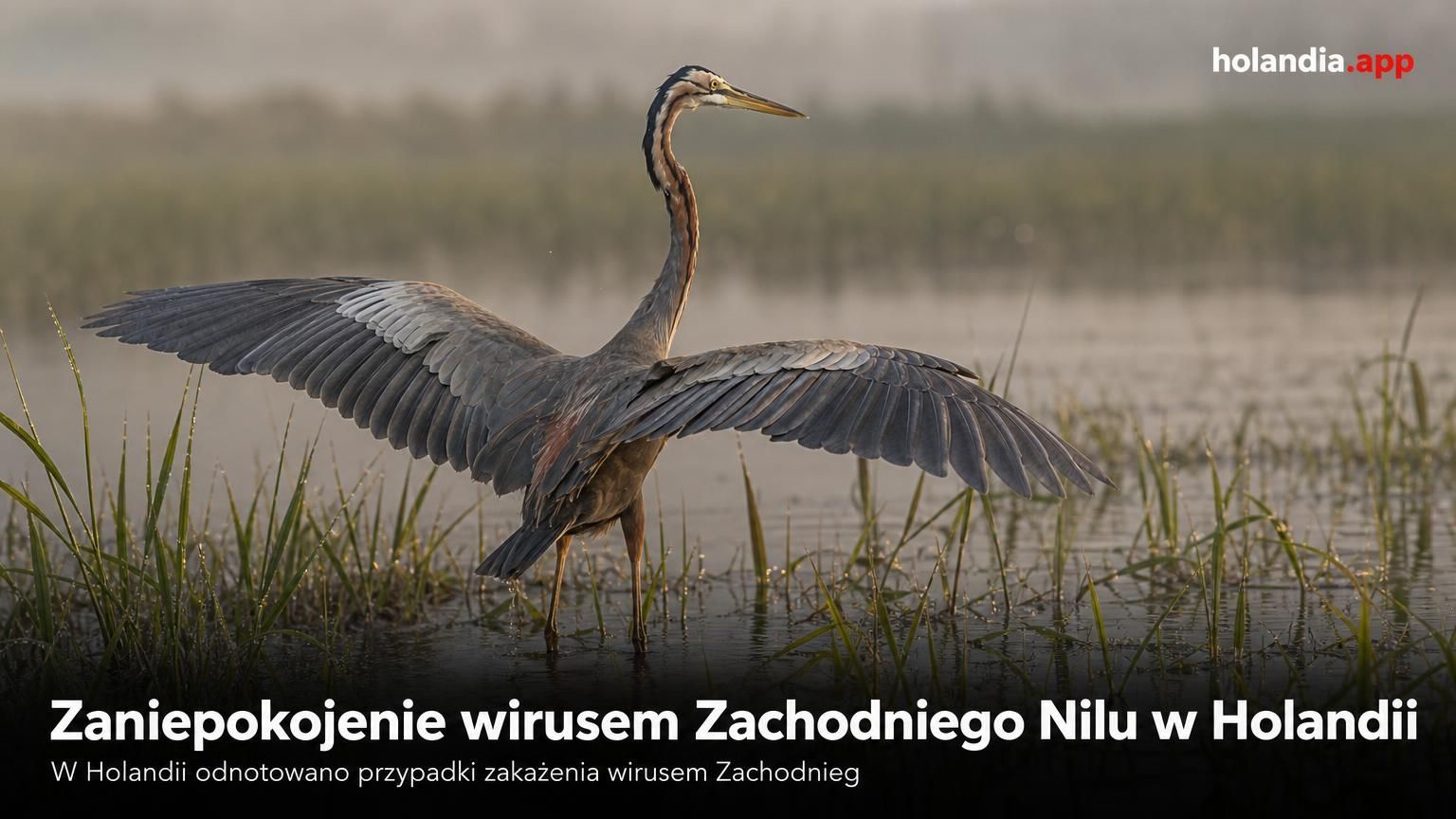 Zaniepokojenie wirusem Zachodniego Nilu w Holandii