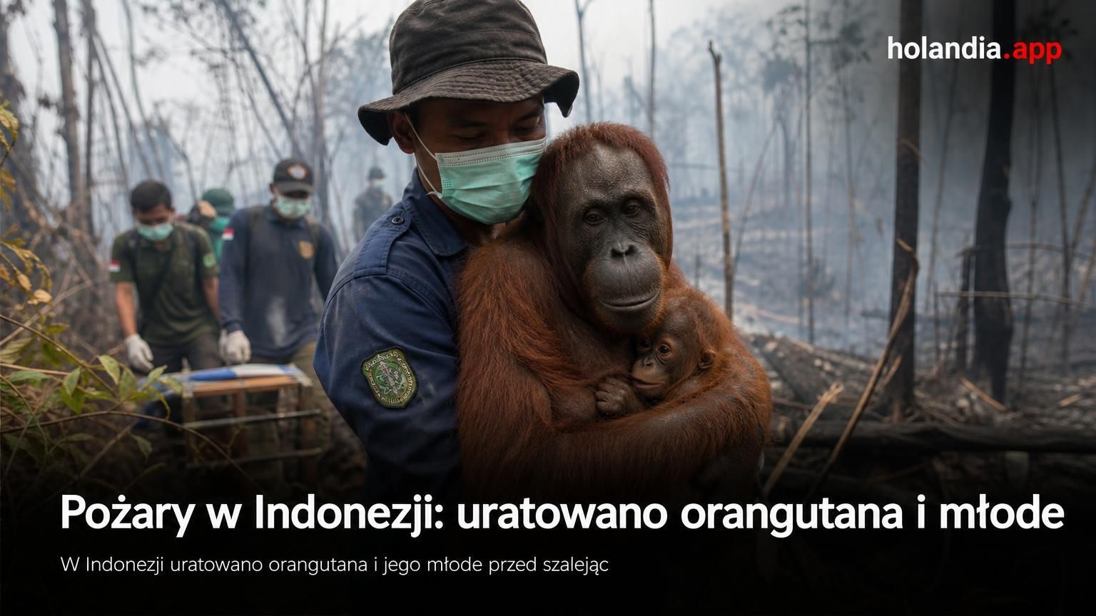 Pożary w Indonezji: uratowano orangutana i młode