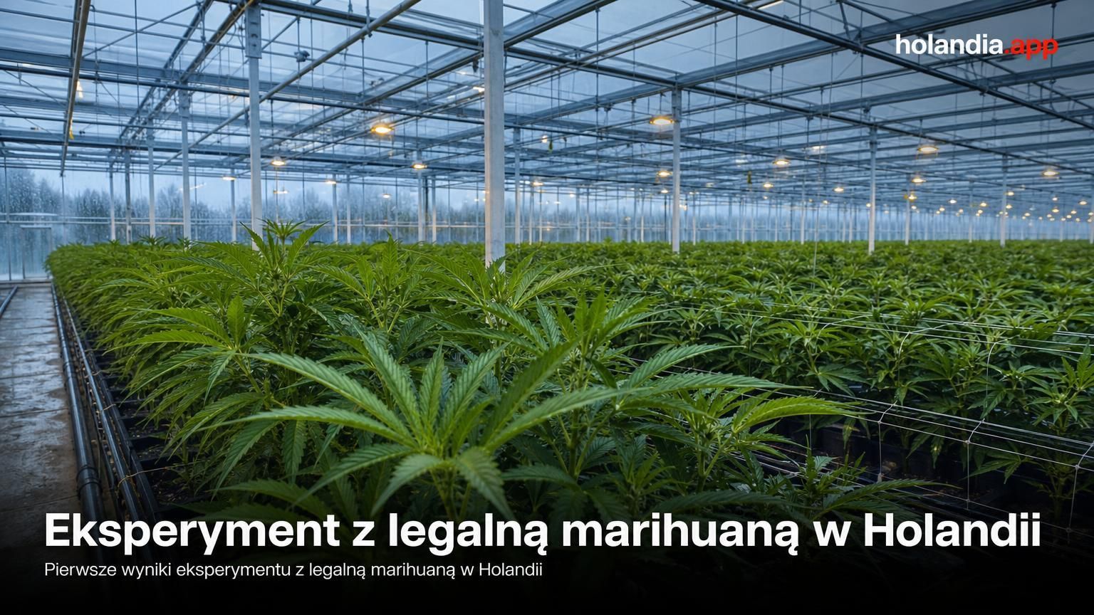Eksperyment z legalną marihuaną w Holandii początkowo udany
