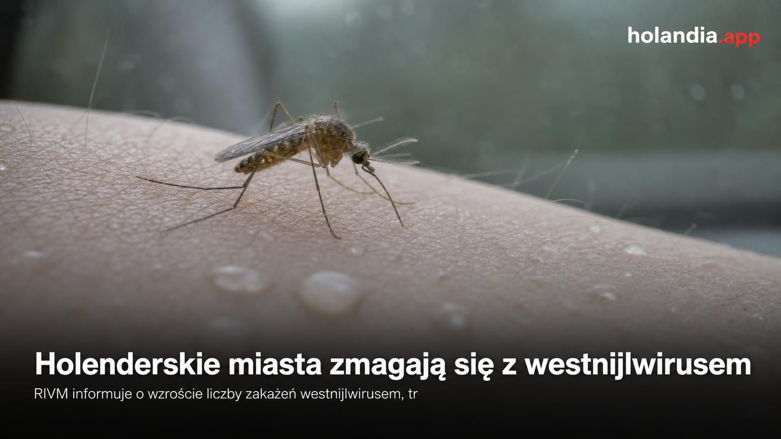Holenderskie miasta zmagają się z westnijlwirusem
