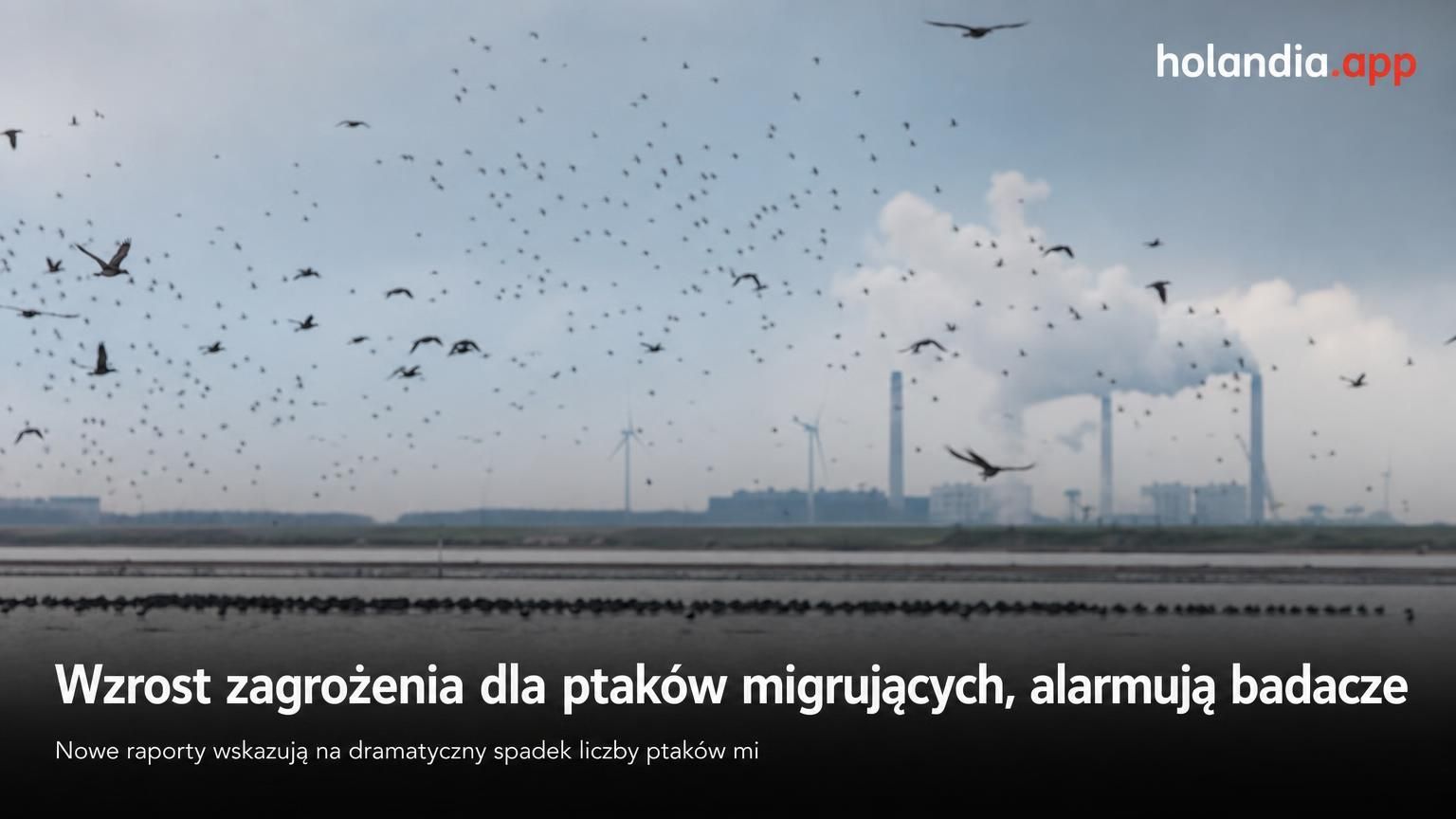 Wzrost zagrożenia dla ptaków migrujących, alarmują badacze