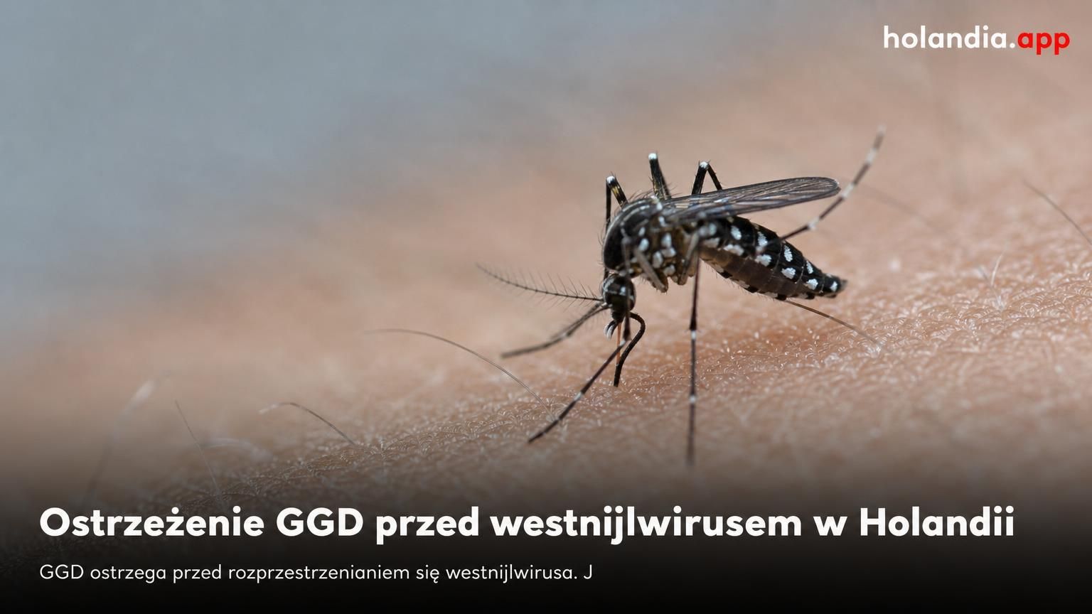 Ostrzeżenie GGD przed westnijlwirusem w Holandii