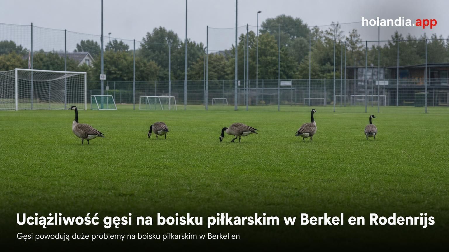 Gansie problemy na boisku piłkarskim w Berkel en Rodenrijs