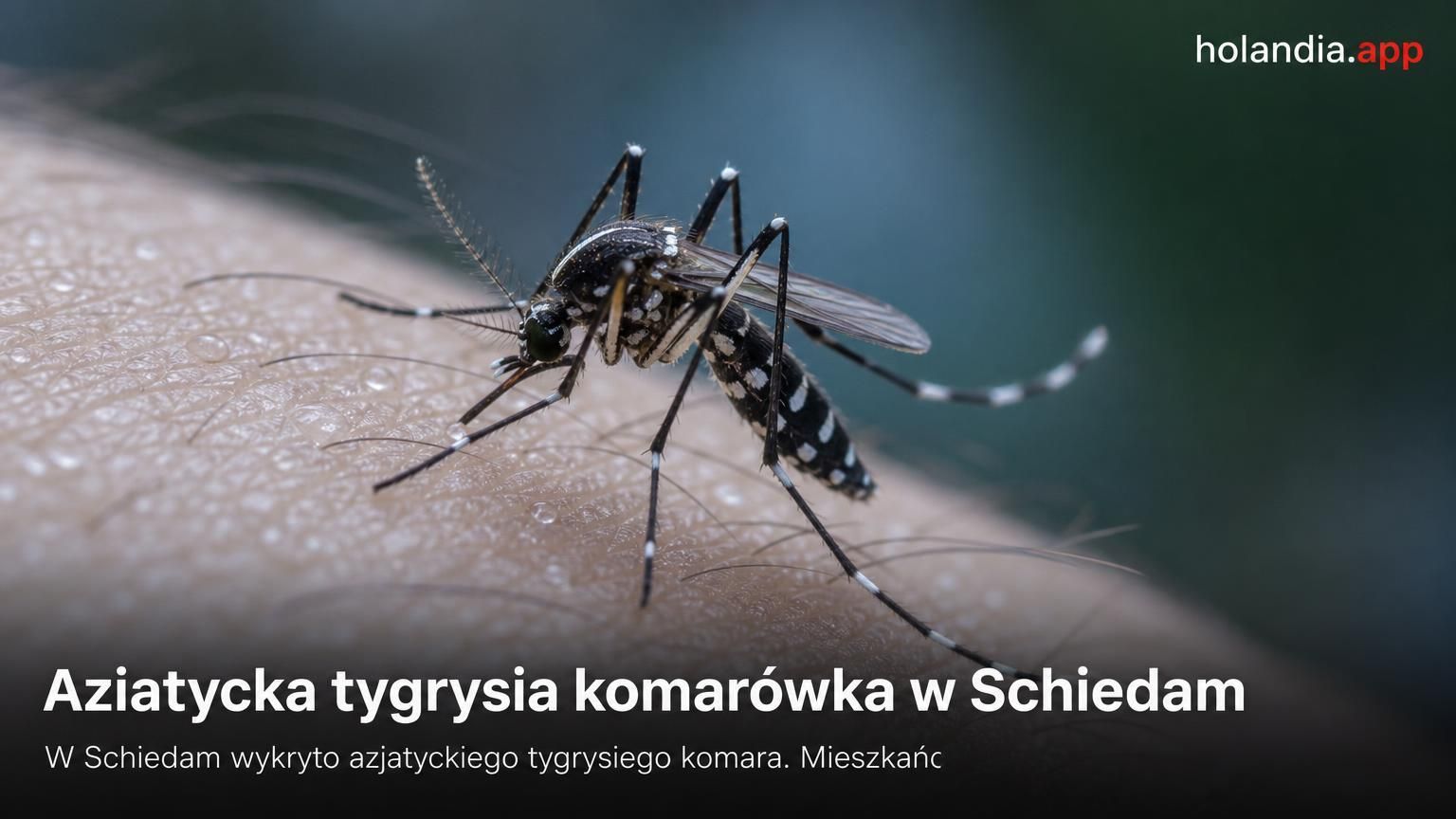 Aziatycka tygrysia komarówka w Schiedam
