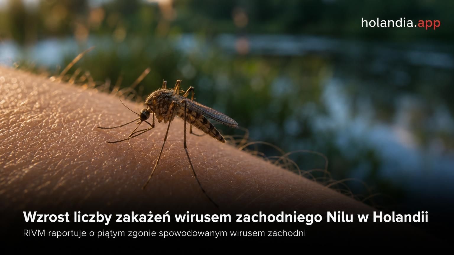 Wzrost liczby zakażeń wirusem zachodniego Nilu w Holandii