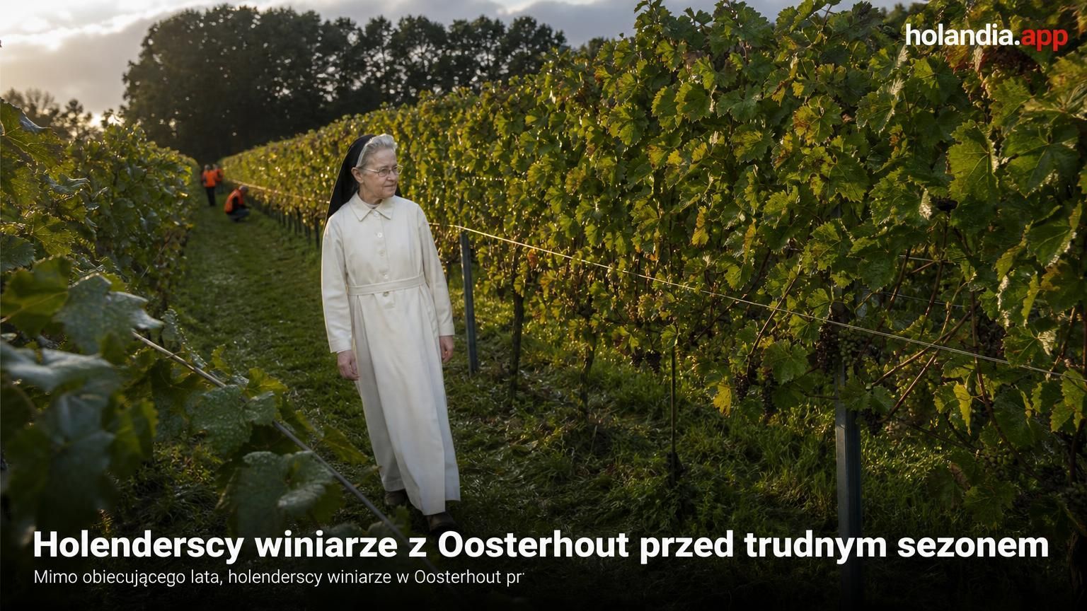 Holenderscy winiarze z Oosterhout przed trudnym sezonem