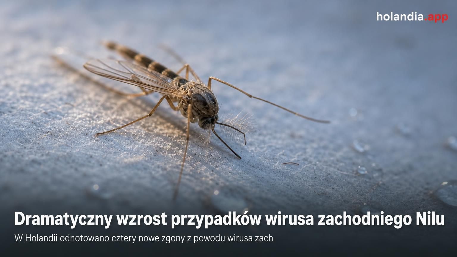 Dramatyczny wzrost przypadków wirusa zachodniego Nilu