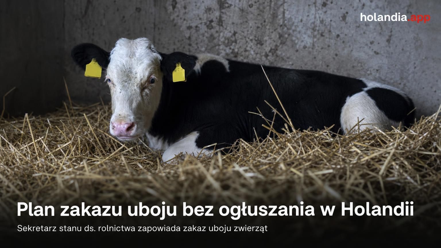 Plan zakazu uboju bez ogłuszania w Holandii