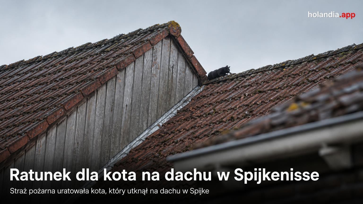 Ratunek dla kota na dachu w Spijkenisse