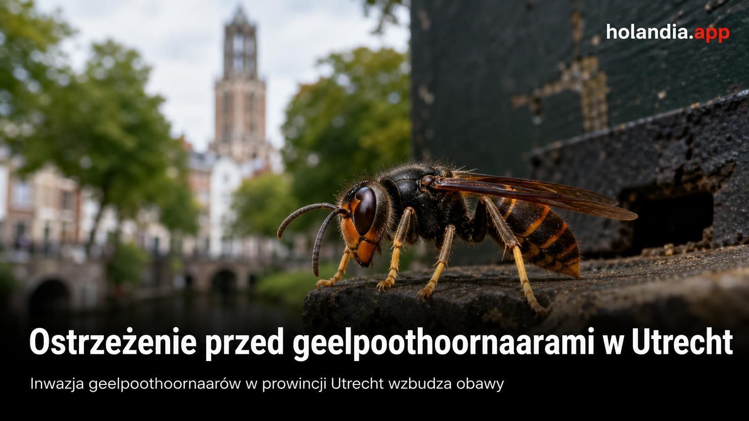 Ostrzeżenie przed geelpoothoornaarami w Utrecht