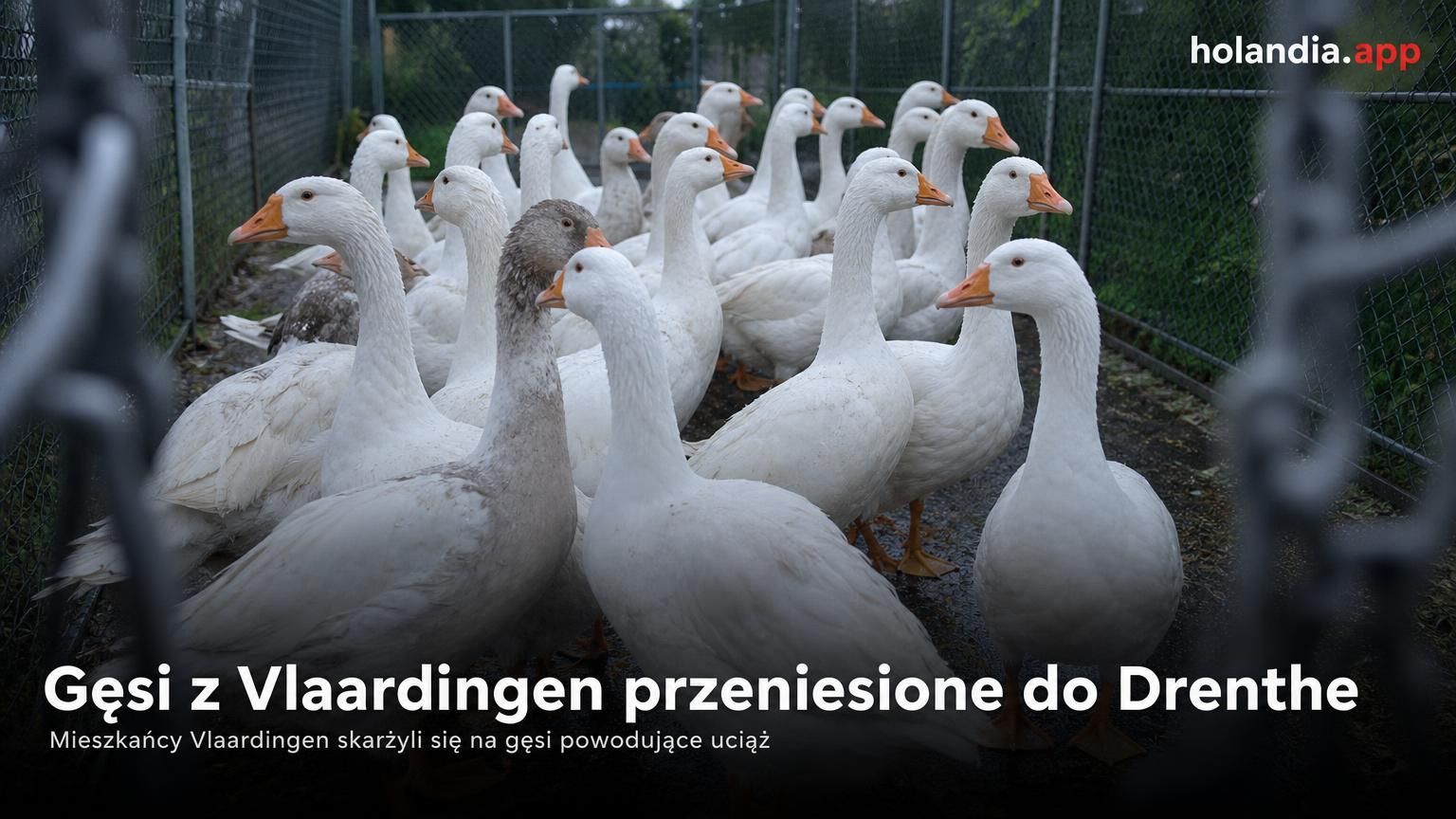 Gęsi z Vlaardingen przeniesione do Drenthe